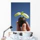 Cucumber Seedling With Water Droplet Wall Mural