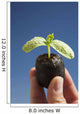 Cucumber Seedling With Water Droplet Wall Mural