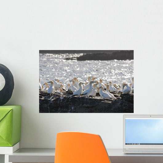 A Flock Of Gannets Standing On A Rock By The Water Wall Mural