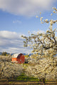 Apple Blossom Trees And A Red Barn Wall Mural