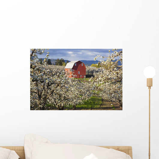 Apple Blossom Trees And A Red Barn Wall Mural