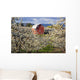 Apple Blossom Trees And A Red Barn Wall Mural