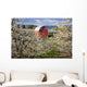 Apple Blossom Trees And A Red Barn Wall Mural