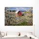 Apple Blossom Trees And A Red Barn Wall Mural