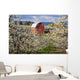 Apple Blossom Trees And A Red Barn Wall Mural