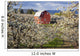 Apple Blossom Trees And A Red Barn Wall Mural