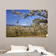 Apple Blossom Trees Wall Mural