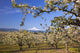 Apple Blossom Trees Wall Mural