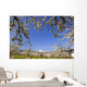 Apple Blossom Trees Wall Mural