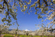 Apple Blossom Trees Wall Mural