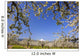 Apple Blossom Trees Wall Mural