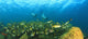 A School Of Fish Underwater Wall Mural