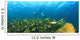 A School Of Fish Underwater Wall Mural