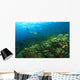 School Of Fish Underwater Wall Mural