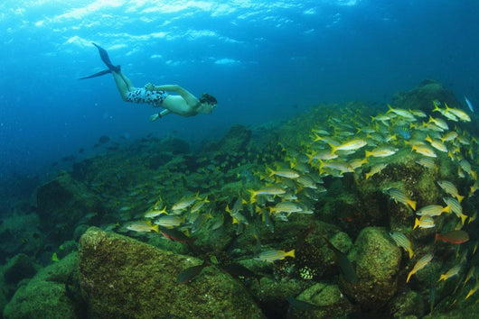 School Of Fish Underwater Wall Mural