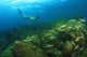 School Of Fish Underwater Wall Mural