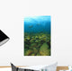 School Of Fish Underwater Wall Mural