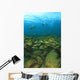 School Of Fish Underwater Wall Mural
