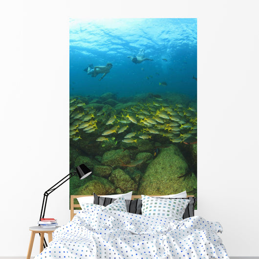School Of Fish Underwater Wall Mural
