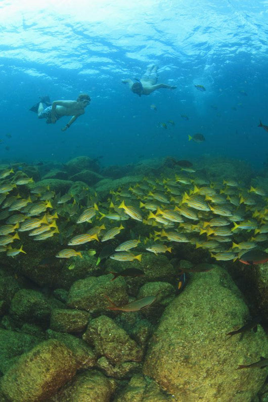 School Of Fish Underwater Wall Mural