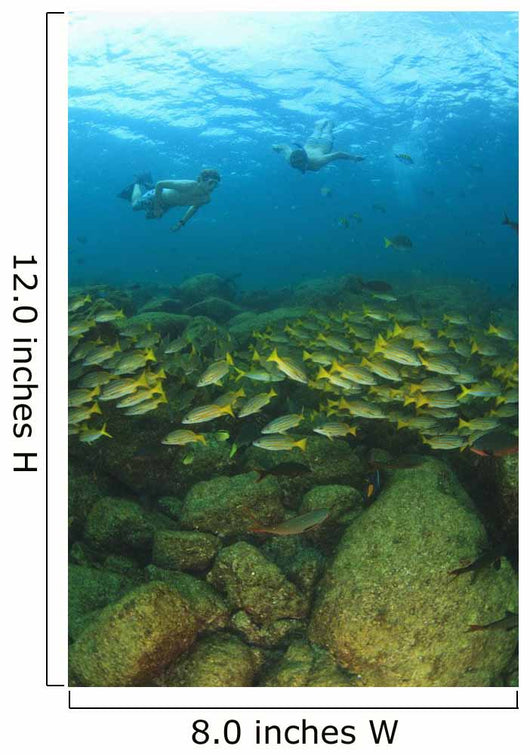 School Of Fish Underwater Wall Mural