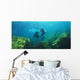 Sea Lions Underwater Wall Mural