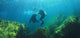 Sea Lions Underwater Wall Mural
