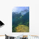 Sea Lion Underwater Wall Mural