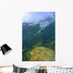 Sea Lion Underwater Wall Mural