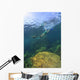 Sea Lion Underwater Wall Mural