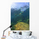 Sea Lion Underwater Wall Mural