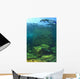 Sea Lion Underwater Wall Mural