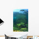 Sea Lion Underwater Wall Mural
