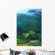 Sea Lion Underwater Wall Mural