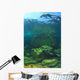 Sea Lion Underwater Wall Mural