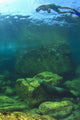 Sea Lion Underwater Wall Mural