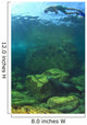 Sea Lion Underwater Wall Mural
