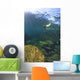 Sea Lion Underwater Wall Mural