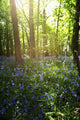 Bluebells Growing On A Forest Floor Wall Mural