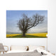 A Lone Tree On The Edge Of A Yellow Field Wall Mural