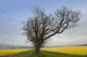 A Lone Tree On The Edge Of A Yellow Field Wall Mural