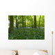 A Forest With Bluebells Wall Mural