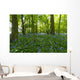 A Forest With Bluebells Wall Mural