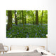 A Forest With Bluebells Wall Mural