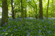 A Forest With Bluebells Wall Mural