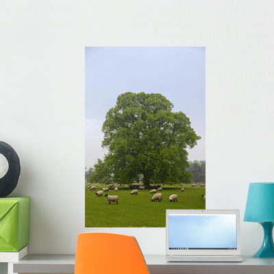 Sheep Grazing Grass Wall Mural shown on a wall