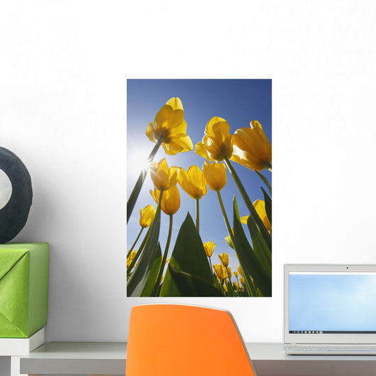 Yellow Tulips Against A Blue Sky At Wooden Shoe Tulip Farm Wall Mural