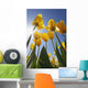 Yellow Tulips Against A Blue Sky At Wooden Shoe Tulip Farm Wall Mural