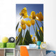Yellow Tulips Against A Blue Sky At Wooden Shoe Tulip Farm Wall Mural