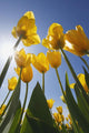 Yellow Tulips Against A Blue Sky At Wooden Shoe Tulip Farm Wall Mural